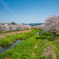 AKITSU River Cherry Blossom　益城町秋津川の桜