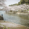 Cherry blossoms in Tatioka Park