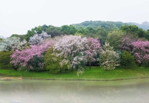 Cherry blossoms at Tatedayama Nature Park