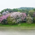 Cherry blossoms at Tatedayama Nature Park