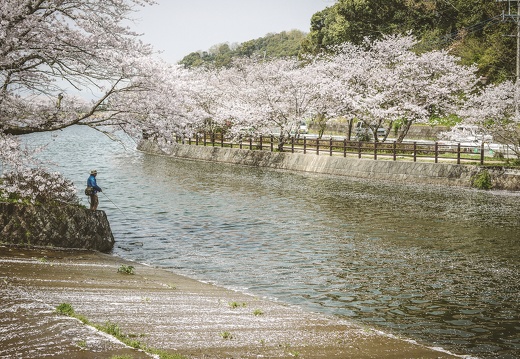 Cherry blossoms in Tatioka Park