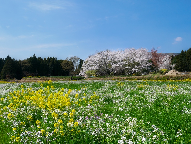 Spring in Minamiaso