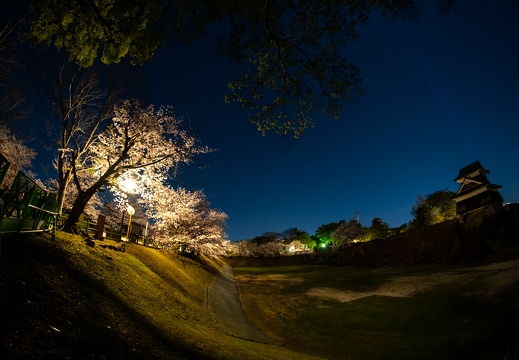 Cherry blossoms around Kumamoto Castle at night.