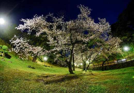 Cherry blossoms around Kumamoto Castle at night.