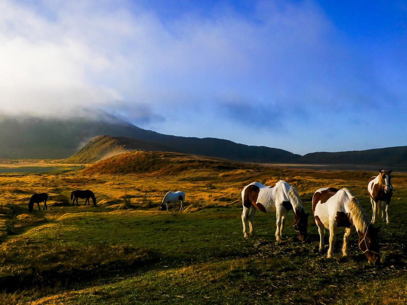 Kusasenrei and horses in the morning