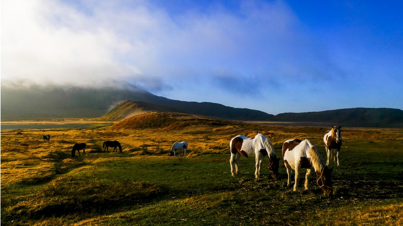 Kusasenrei and horses in the morning