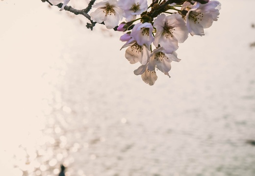 Cherry blossoms in Tatioka Park 