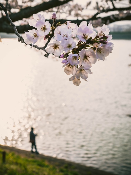 Cherry blossoms in Tatioka Park 